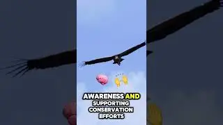 Happy International Vulture Awareness Day! #wildlife #animals #facts #video  #share