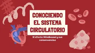 Conociendo el sistema circulatorio | El efecto windkessel