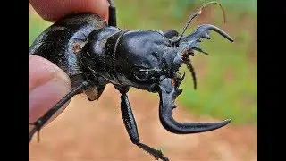 Manticora Tiger Beetle Feeding
