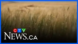 Ottawa shutting down farm research centres in Sask.