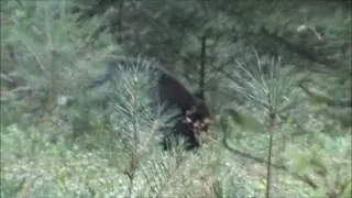 Wild Zwijn en Edelherten