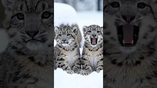 Wait for It&hellip; These Snow Leopards Are Too Sibling Coded 🐆💚 #MeAndMyBrother