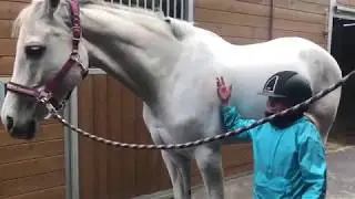 JAK PŘIPRAVIT VELKÉHO KONĚ NA JEŽDĚNÍ, KDYŽ JSTE MALÍ + TRÉNINK