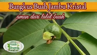 Bungkus Buah Jambu Kristal Supaya Aman Dari Lalat Buah