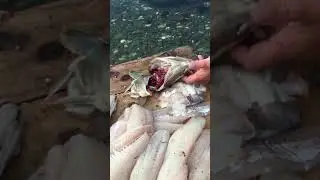 How to Clean a Cod&rsquo;s Head - Newfoundland Style