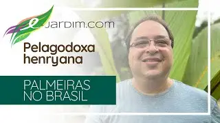 Pelagodoxa henryana - Marquesa's Palm - Palmeiras no Brasil | S&iacute;tio E-Jardim