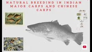 Natural Breeding in Indian Major Carps and Chinese Carps