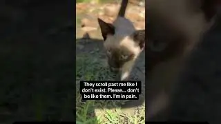 Donate to help her get 3meals#animals #shorts #subscribe #pets #cat #views #love #food #usa #helpme
