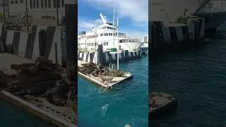 MELIHAT SINGA LAUT CALIFORNIA #youtube #youtubeshorts #youtuber #travel #shorts