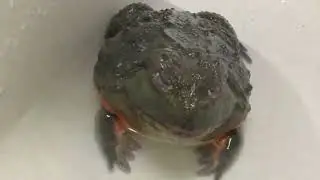 アフウシのマサオ食事風景（2023.12.17）