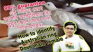ঘুঘু পাখির নর মাদি চেনার উপায় || How to identify Australian ring dove male female