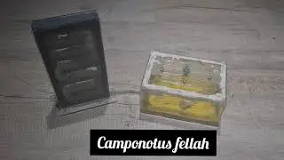 Camponotus fellah | AntOnTop