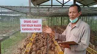 Awas !!! Puyuh beresiko tinggi