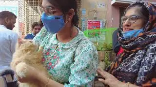 Cat market in Dhaka | Persian cat price bd | Mirpur 1 cat market | Mirpur 1 cat market