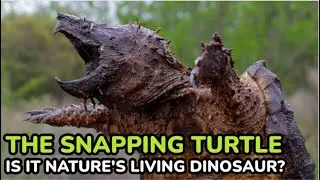 FACTS YOU DID NOT KNOW ABOUT THE SNAPPING TURTLE