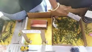 Science Exhibition Save water Save tree's