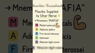 💪 Muscles Supplied by Ulnar Nerve | Easy Mnemonic 