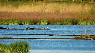 Raubseeschwalbe Polder Glies (NDS) 26. April 2017 (Hydroprogne caspia, Caspian Tern)