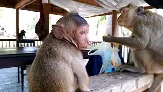 Pity baby monkey sick, baby monkey crying loudly to mom. monkey lover