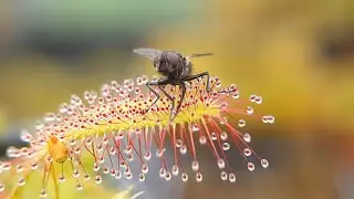 Sticky bug eating plant demolishes fly