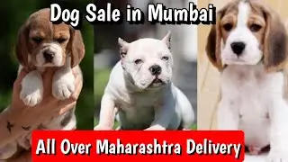 📌 Dog Sale in Mumbai 🐾 Dog all Over Maharashtra Delivery Available ✅