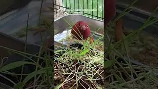 African Fire Finch Waxbill Lagonosticta senegala finch close up eating milley seedlings.