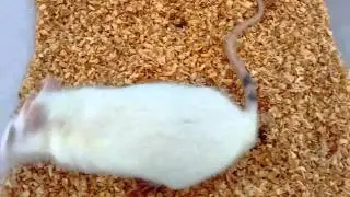 Rat with Otitis Interna / Labyrinthitis