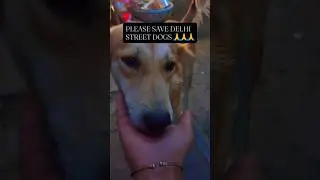 Save Life Of Million Dogs In Delhi 🙏🥺#savedelhidogs