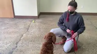 Maria The Dog Trainer & Archie 1/20/202