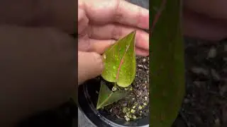 TERJUAL Aglonema Rotundum aceh Variegata #rotundumacehvariegata #aglonema #aglonemarareitem