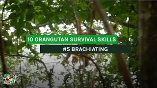 #5 BRACHIATING - 10 ORANGUTAN SURVIVAL SKILLS