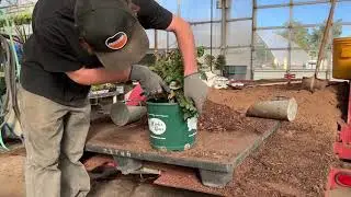 (Weeks Roses) how to grow a healthy rose bush