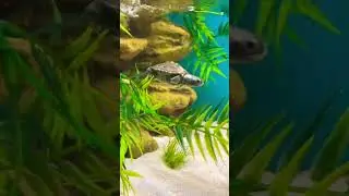 Turtle&rsquo;s First Swim🐢🥹