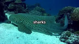 Leopard Sharks Ocean's Gentle Beauties