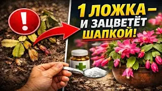 ДЕКАБРИСТ УМИРАЕТ? 1 ложка ЭТОГО заставит его цвести ШАПКОЙ! Секрет реанимации