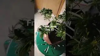 freak show day 32 mutant plant