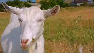 Goat eating grass no copyright video free to use 4k