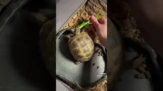 An airdrop of dandelion greens 🌼 #russiantortoise #tortoise #reptiles #asmr #eating #cute
