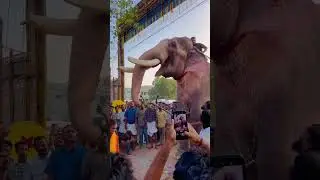 Thechikotukavu  ramachandran❤️&zwj;🔥#Shot on Iphone#elephant #edits cheeramkuzhi#kerala#festival#shorts