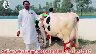 Lajpal Dairy Farm | Top class imported cows And HF Cows - Gojra Mandi