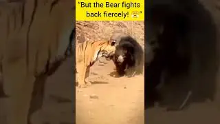 &ldquo;Real Tiger 🐅 vs Bear 🐻 Fight in the Jungle | Rare Wildlife Battle 🔥&rdquo;