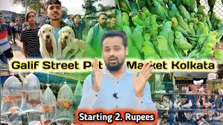 Chippest Price Pet Galiff Street | Biggest Pet In West Bengal | Galif Street New Video | #kolkata