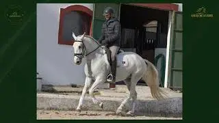 Joung Lusitano mare
