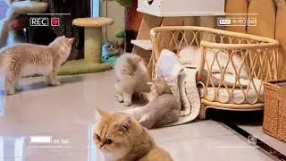 Pengwn punya kucing banyak gini 🤗🤗🤗