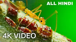 Hindi-Yellow Crazy Ants Kill Red Crab _ 4K UHD _ Planet Earth II _ ALL HINDI