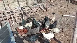 Golden misri chicken farming 