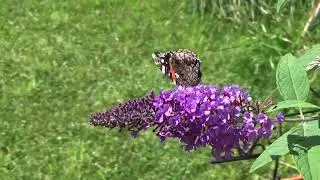 August nights of 50&rsquo;s with x2 Painted Ladies, a Snowberry Sphinx Moth and Monarch Butterflies!