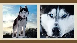 Szibériai Husky kutya [fajtabemutató]
