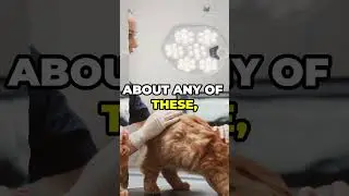 Top Cat Health Issues & Prevention Tips!