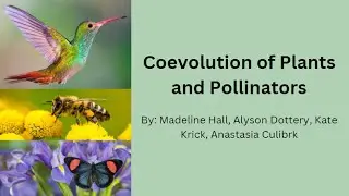 Coevolution of Plants and Pollinators